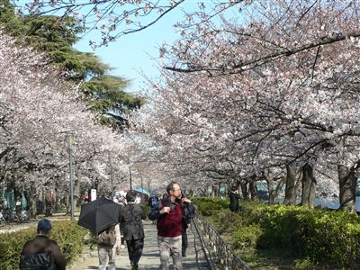 桜、大川端 001_t