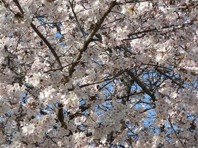桜、大川端 003_t