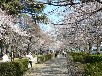 桜、大川端 005_t