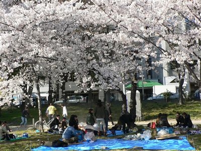 桜、大川端 006_t