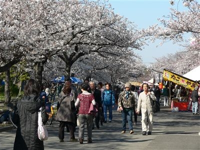 桜、大川端 007_t