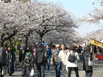 桜、大川端 008_t