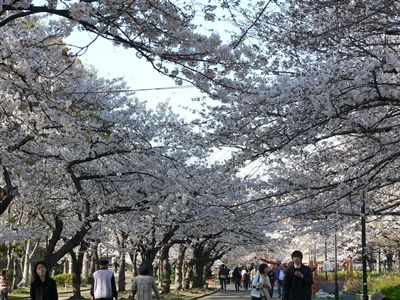 桜、大川端 009_t