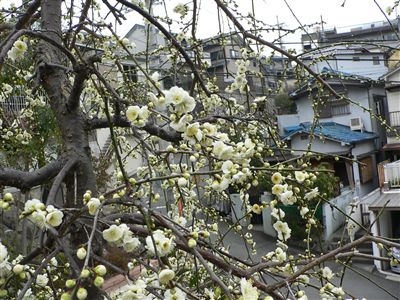 初春の梅花 019_t
