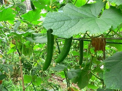 農園 012_t 農園 012_t